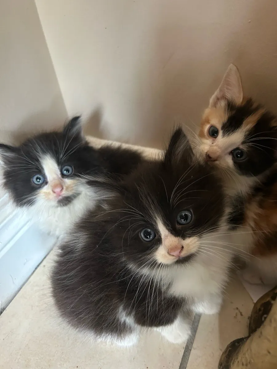 Gorgeous Fluffy Kittens - Image 4