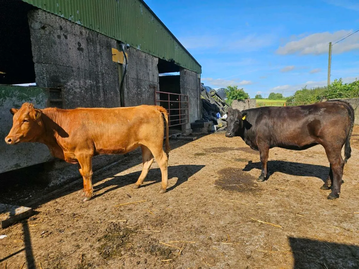 Genotyped 4/5 star heifers - Image 1