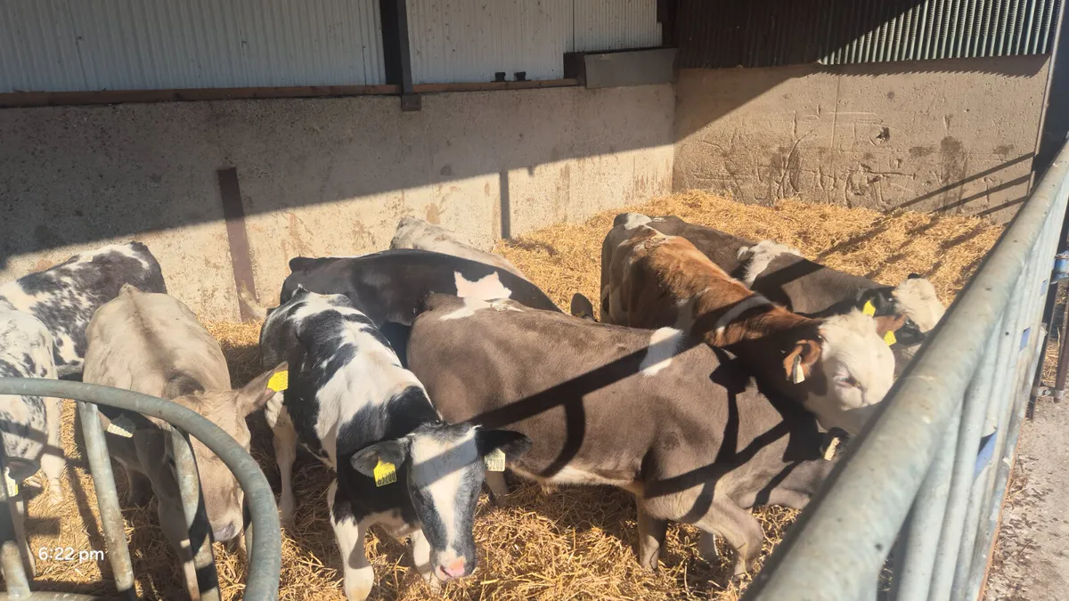 10 Quality Continental starter bulls - Image 1