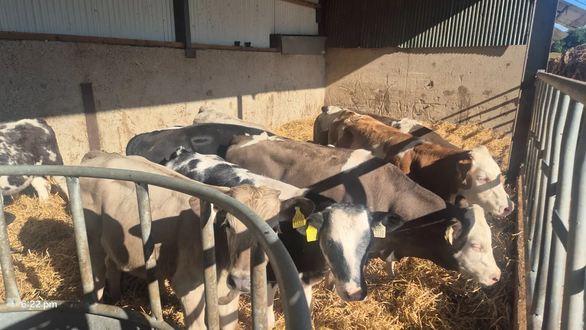 10 Quality Continental starter bulls - Image 4