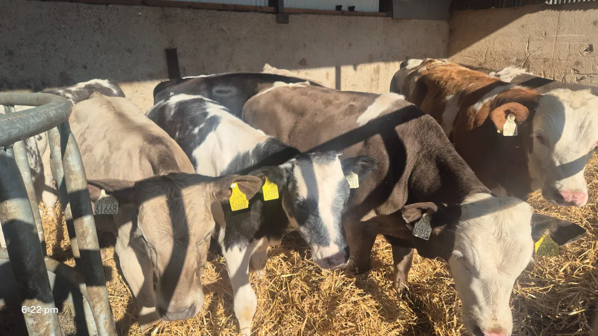 10 Quality Continental starter bulls - Image 3