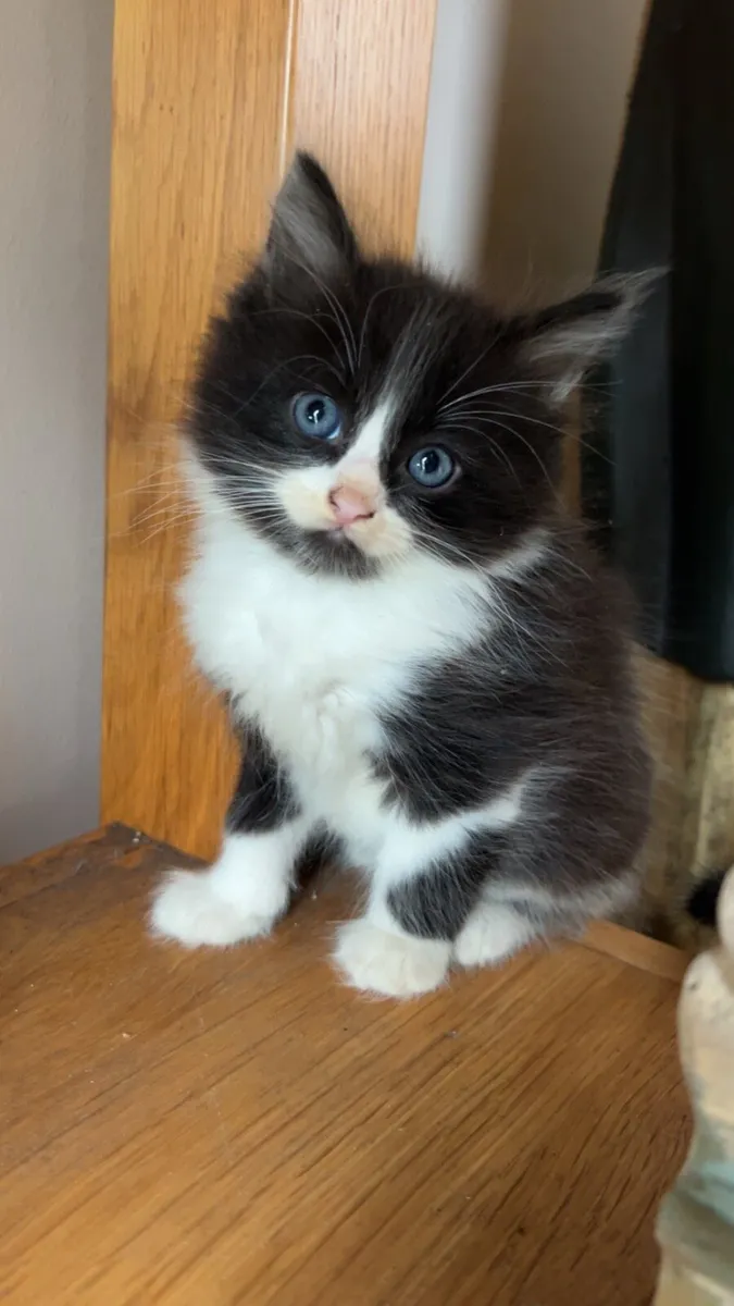 Gorgeous Fluffy Kittens - Image 1