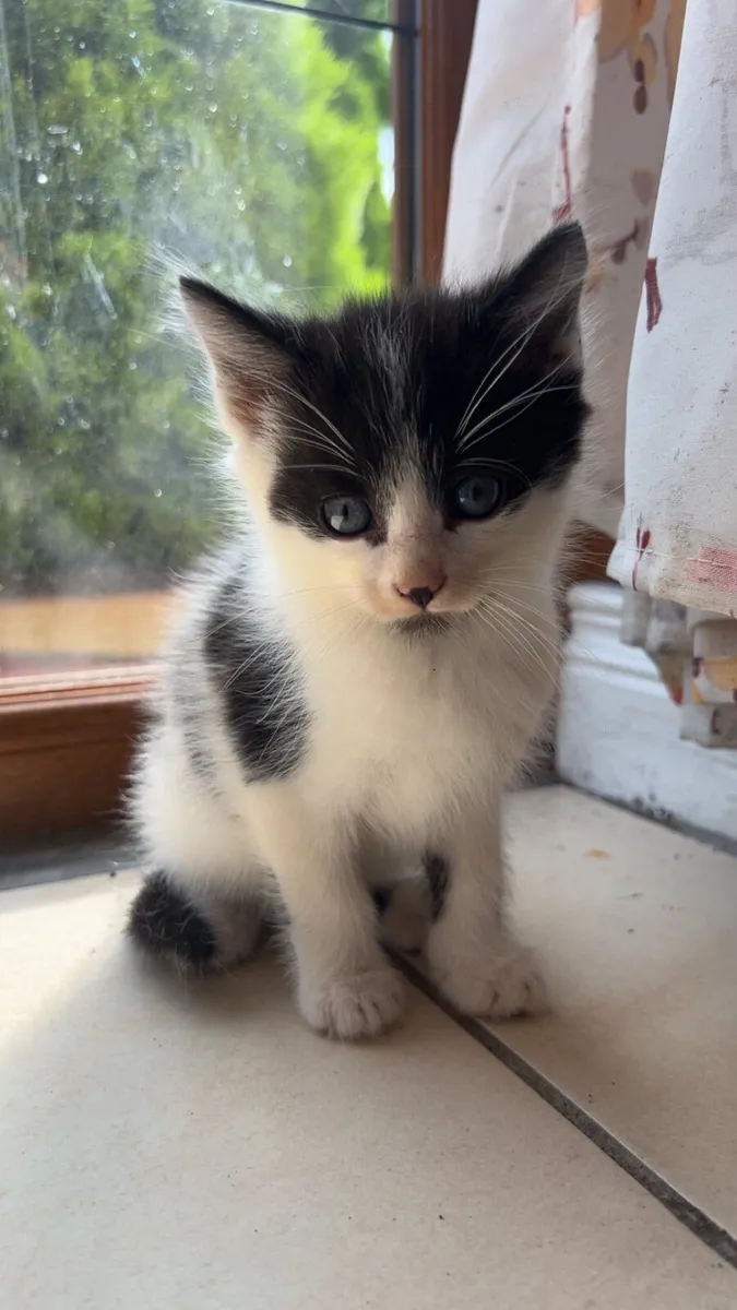 Gorgeous Fluffy Kittens - Image 2
