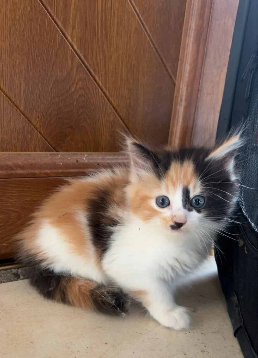 Gorgeous Fluffy Kittens - Image 3