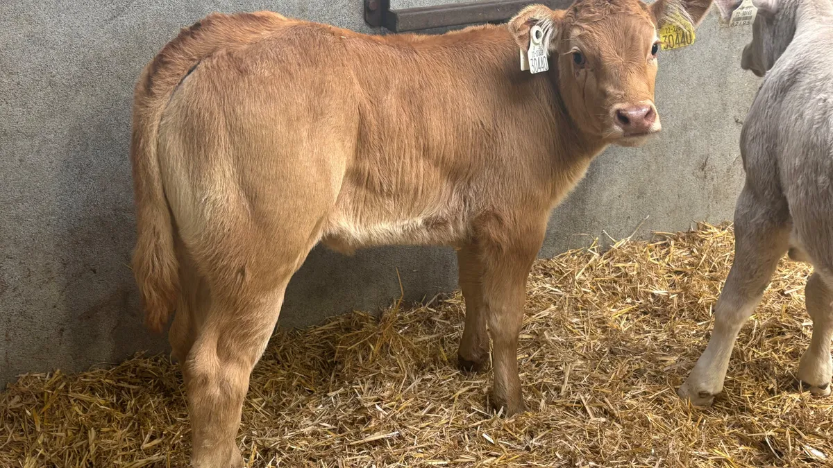 U Grade Red Limousin Heifer Calf - Image 1