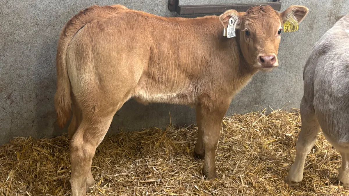 U Grade Red Limousin Heifer Calf - Image 4