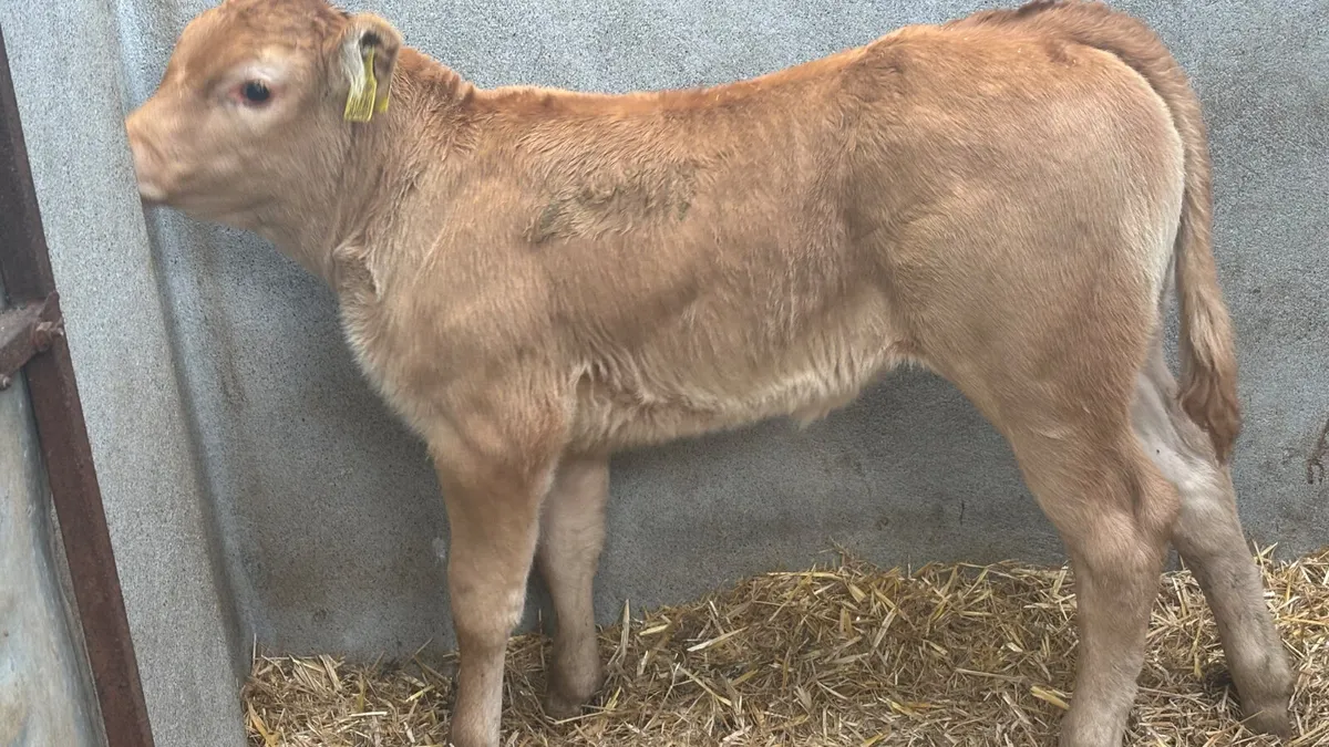 U Grade Red Limousin Heifer Calf - Image 2