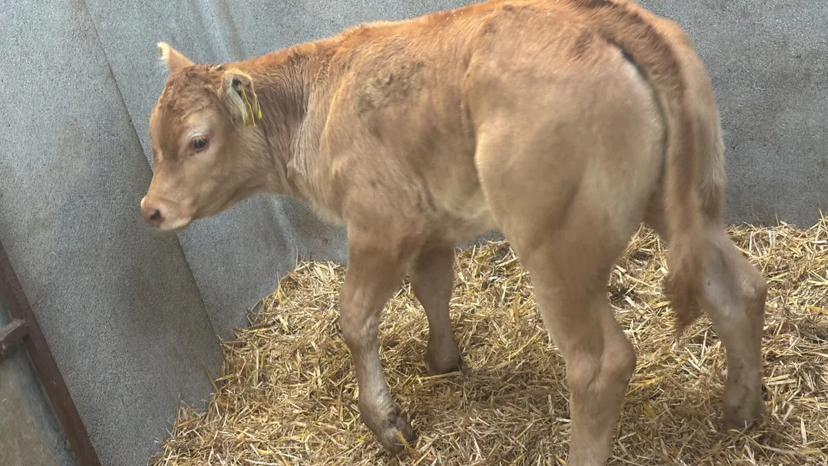 U Grade Red Limousin Heifer Calf - Image 3