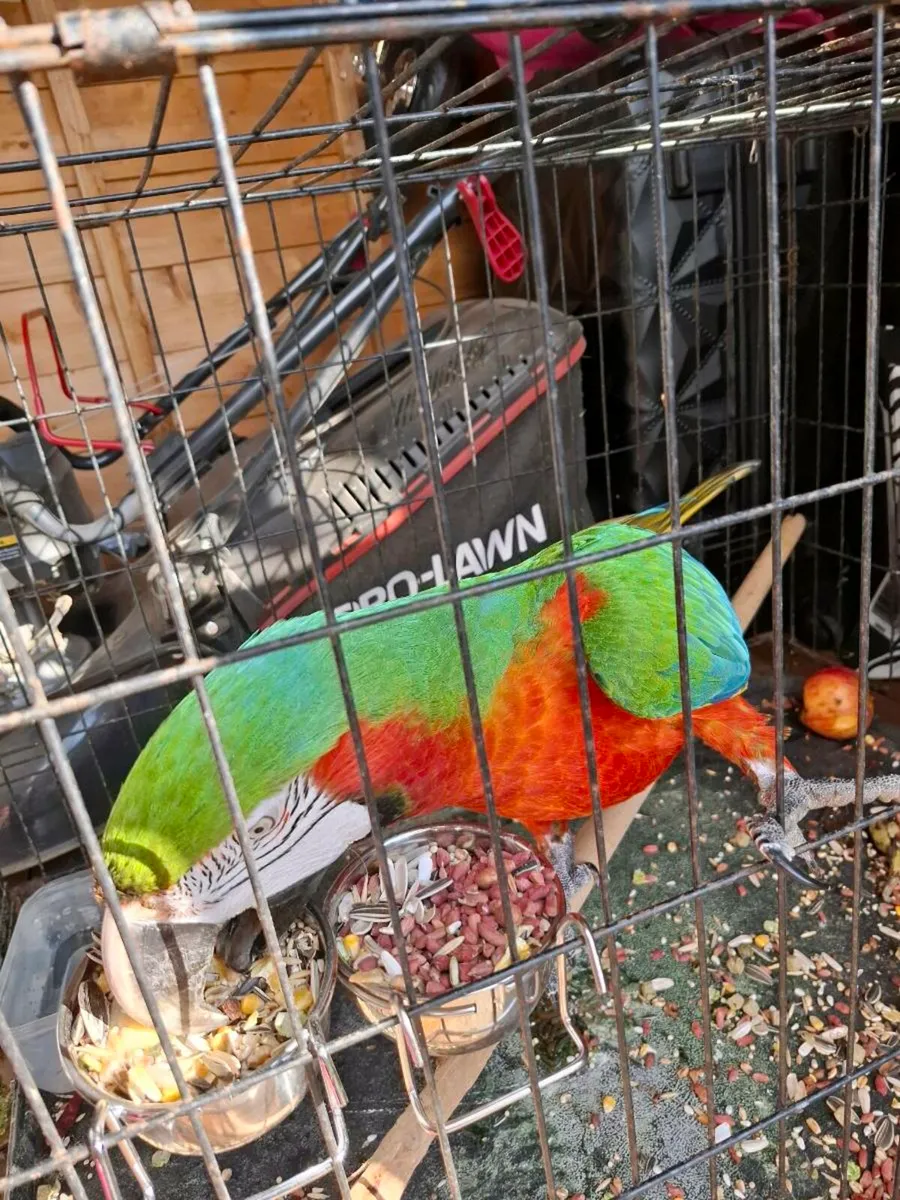 Harlequin  macaw - Image 1