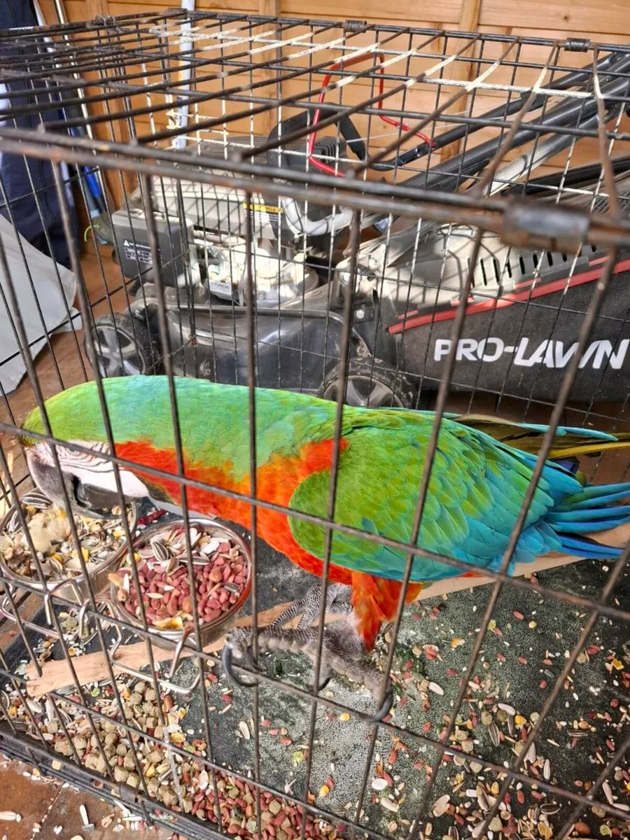 Harlequin  macaw - Image 2