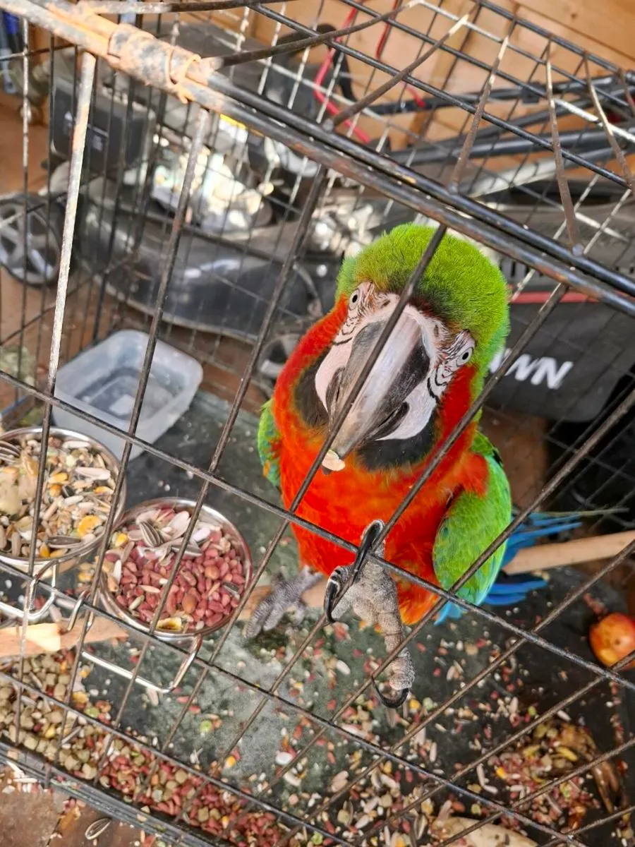 Harlequin  macaw - Image 3