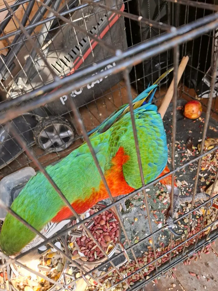 Harlequin  macaw - Image 4