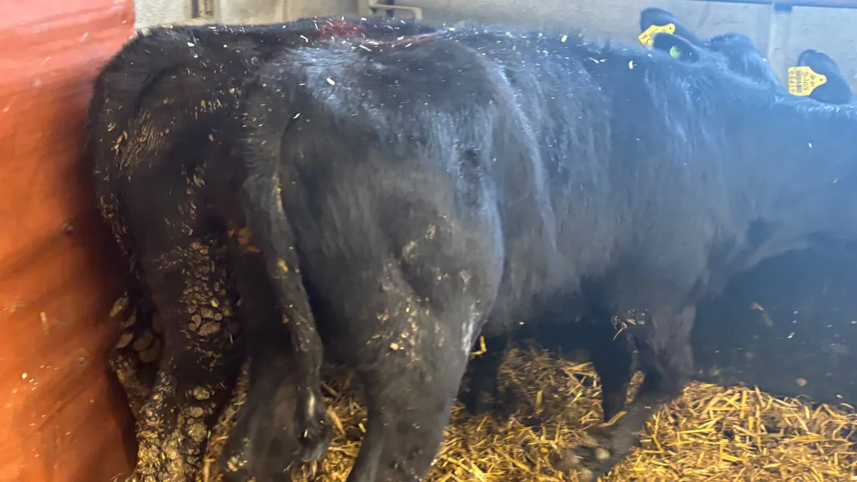 2 Super AA Heifer Wealings - Image 2