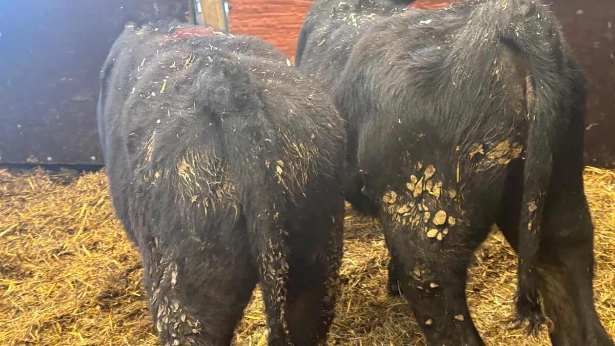 2 Super AA Heifer Wealings - Image 4