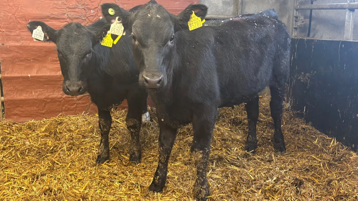 2 Super AA Heifer Wealings - Image 1