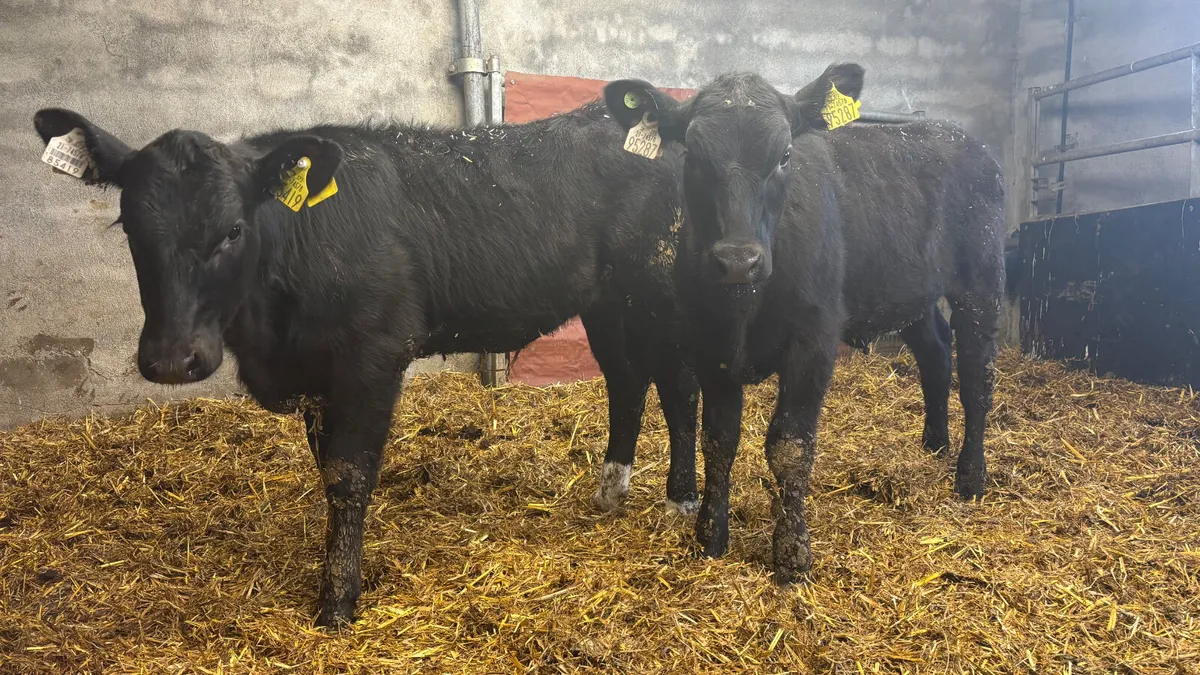 2 Super AA Heifer Wealings - Image 3