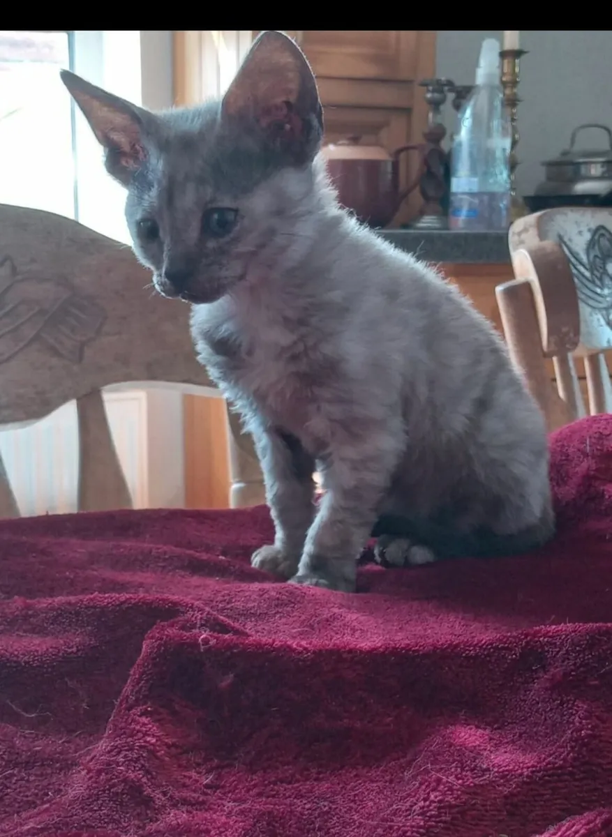 Cat - Image 1