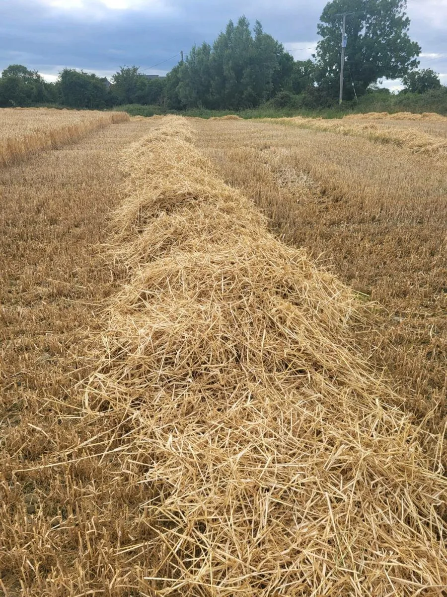 Barley straw - Image 2