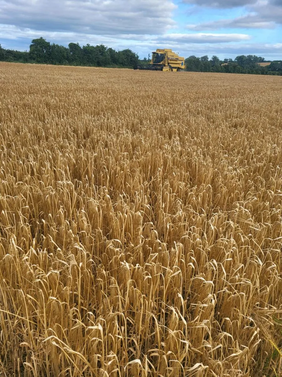 Barley straw - Image 3