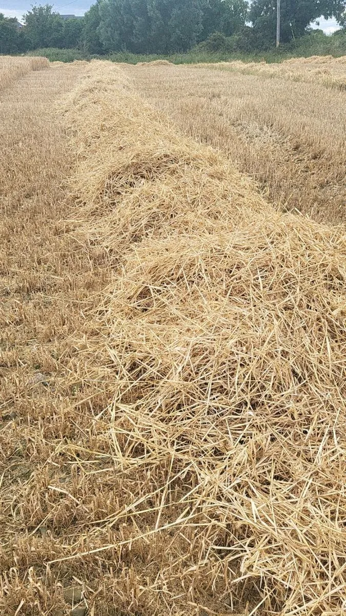 Barley straw - Image 4