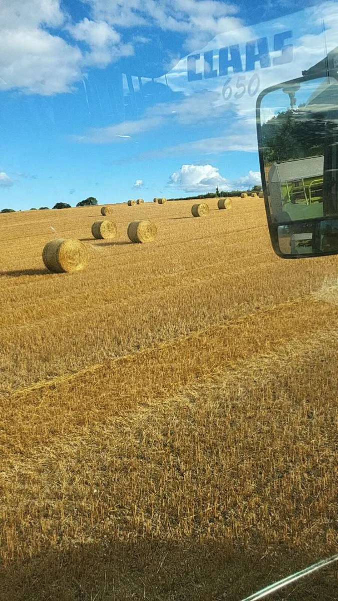 Barley straw - Image 1