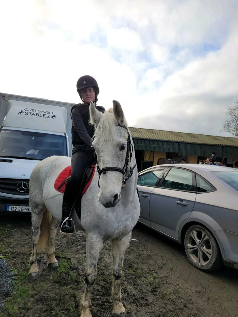 14.2 Connemara gelding - Image 1