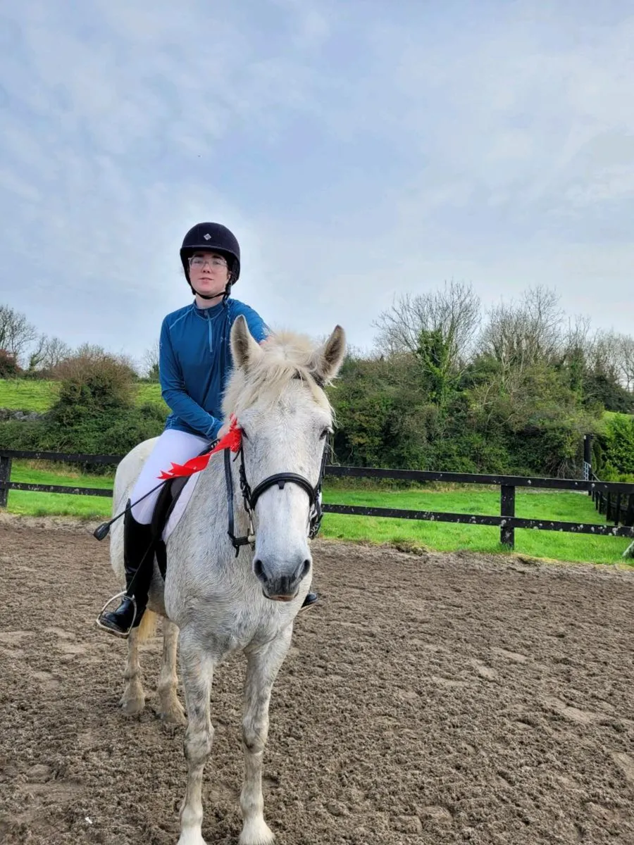 14.2 Connemara gelding - Image 2
