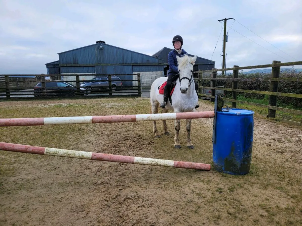 14.2 Connemara gelding - Image 3