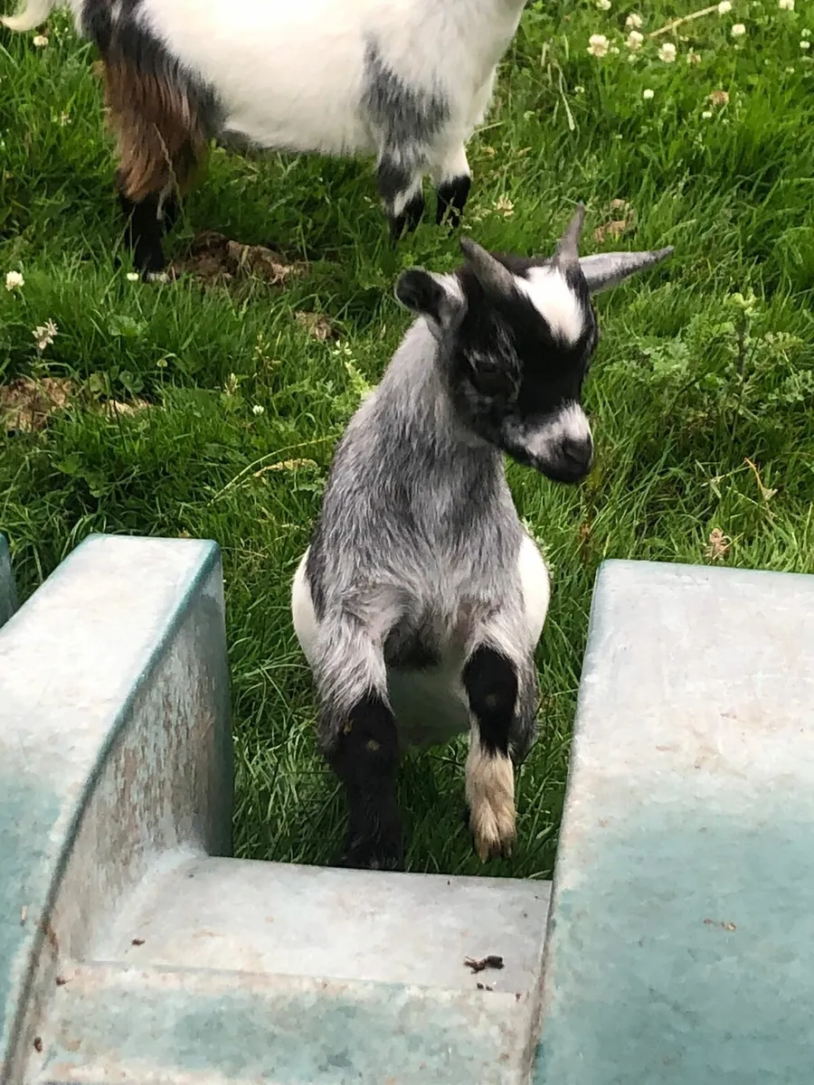 Pygmy Goats - Image 1