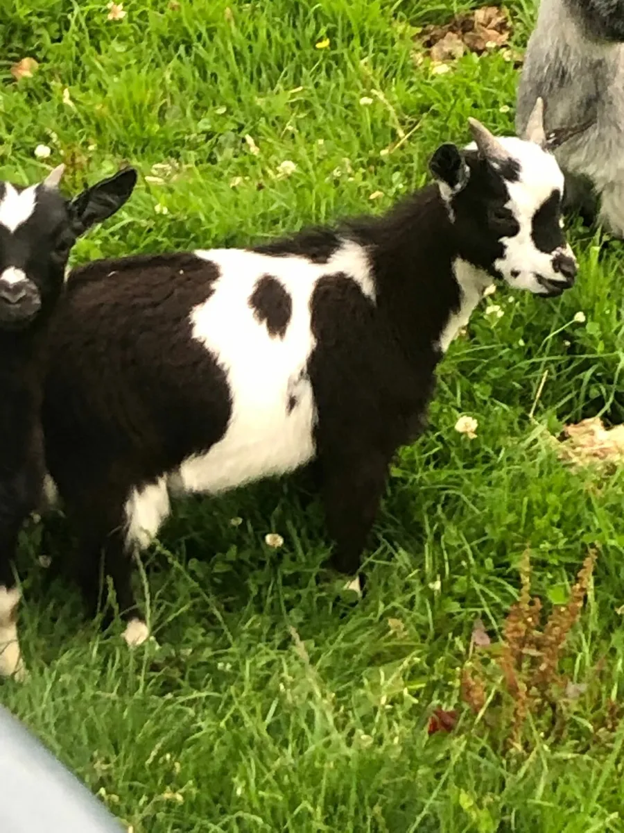 Pygmy Goats - Image 2