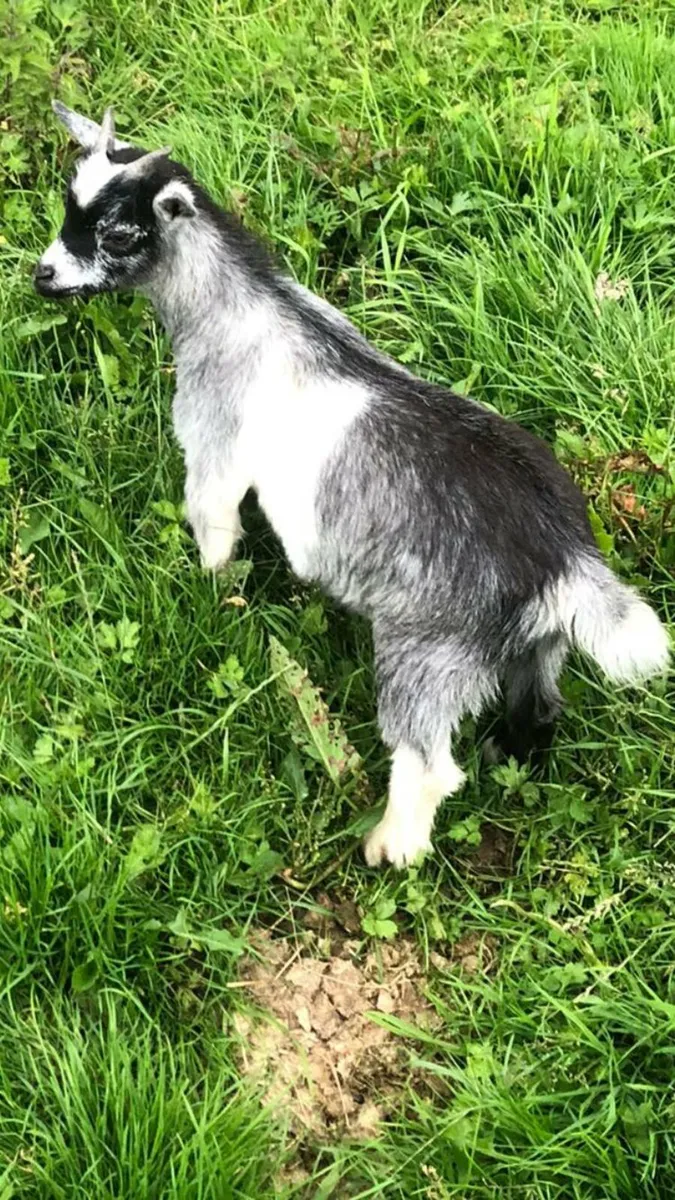 Pygmy Goats - Image 3