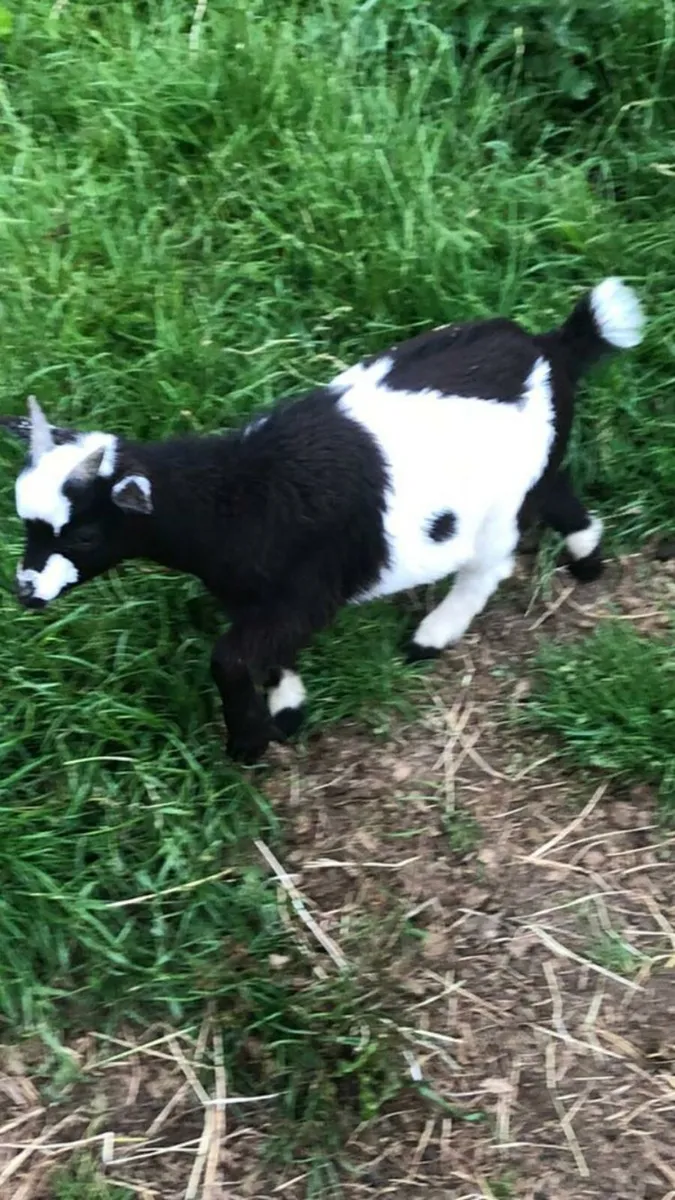 Pygmy Goats - Image 4