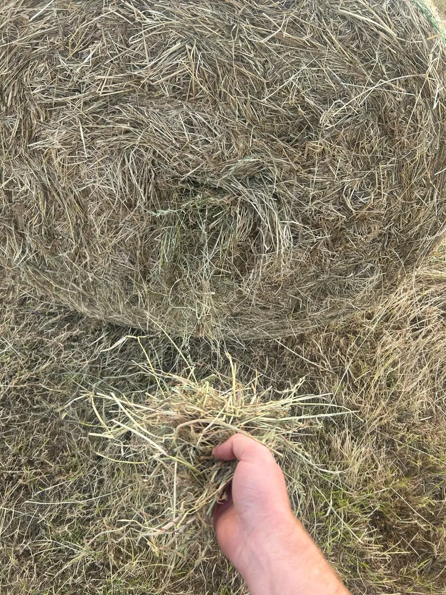 Clean Hay For Sale - Image 2