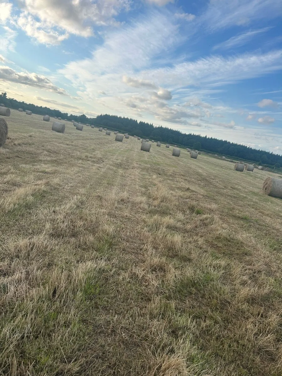Clean Hay For Sale - Image 3