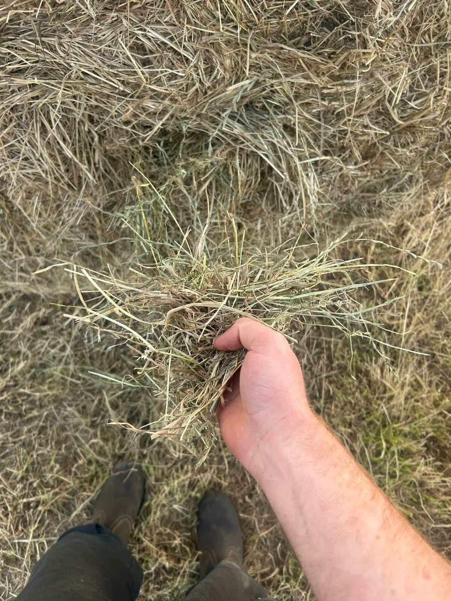 Clean Hay For Sale - Image 4