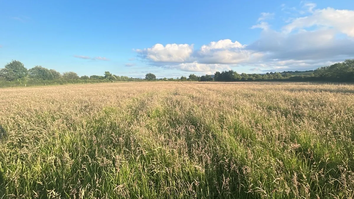 Clean Hay For Sale - Image 1