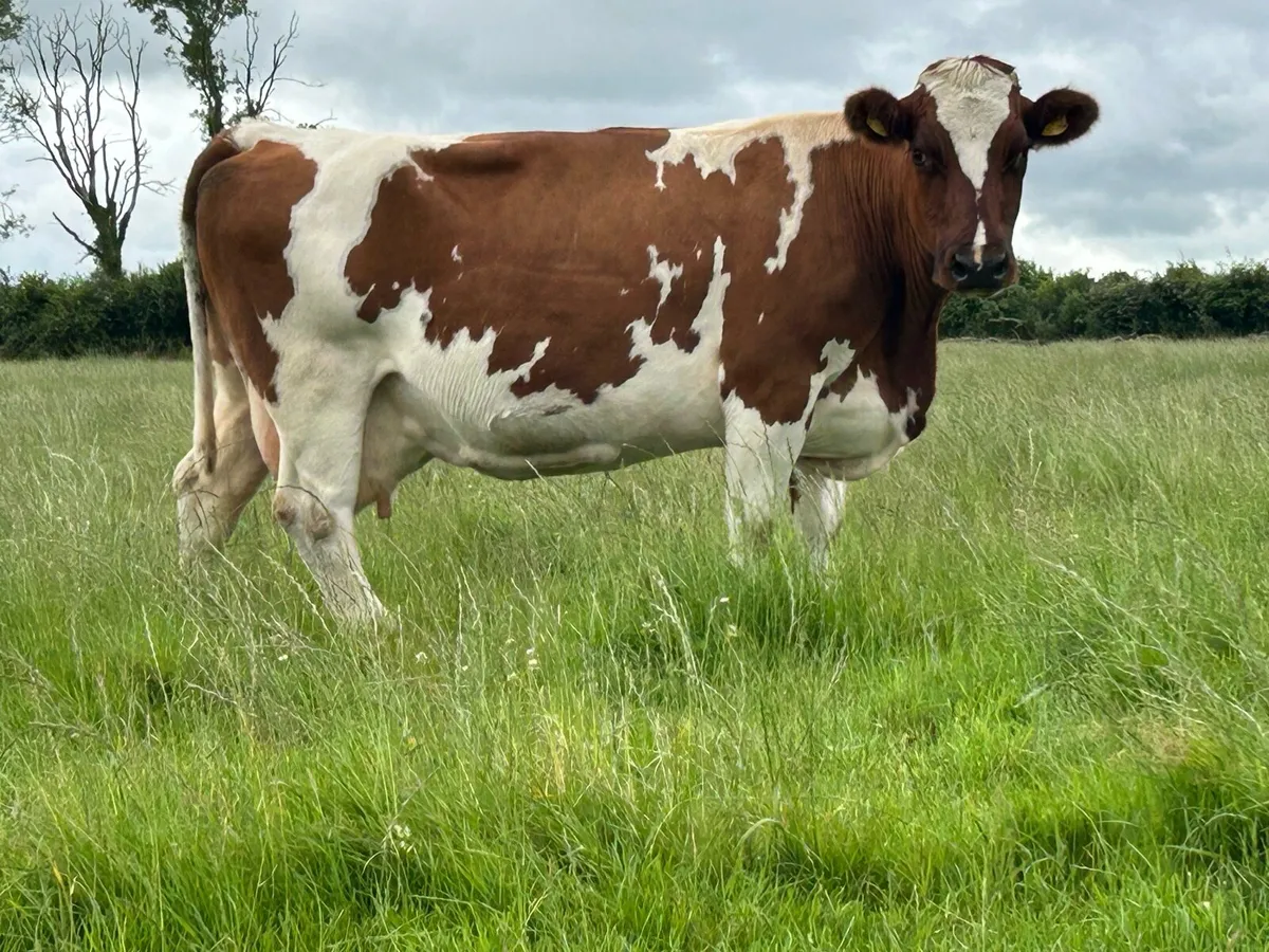 Super simental  cow and show bull calf - Image 2