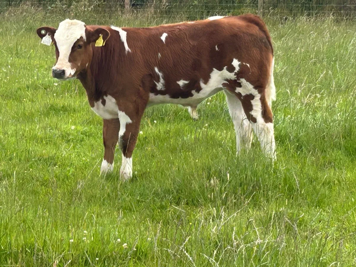 Super simental  cow and show bull calf - Image 1