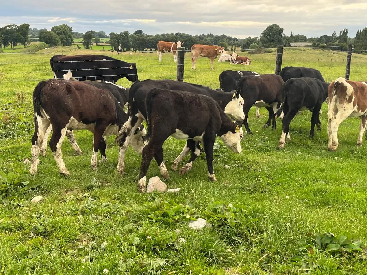 10 super  Hereford weanling heifers - Image 4