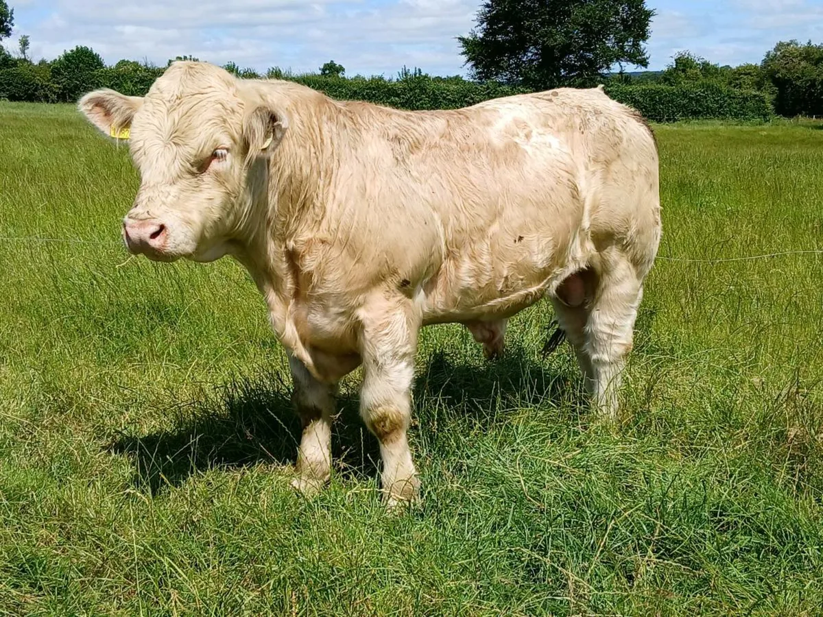 Charolias Bulls - Image 1