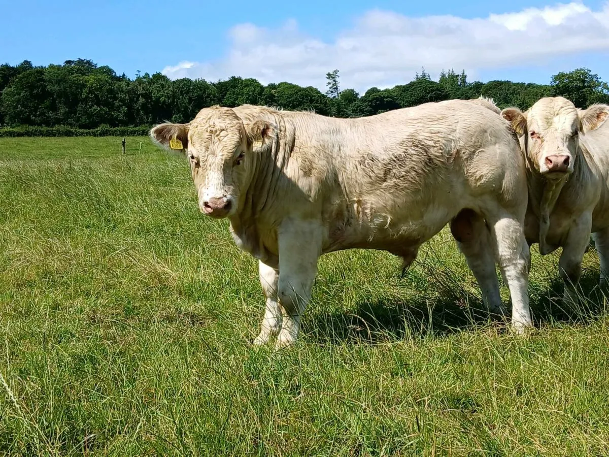 Charolias Bulls - Image 3