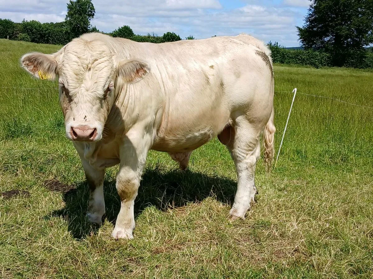 Charolias Bulls - Image 4