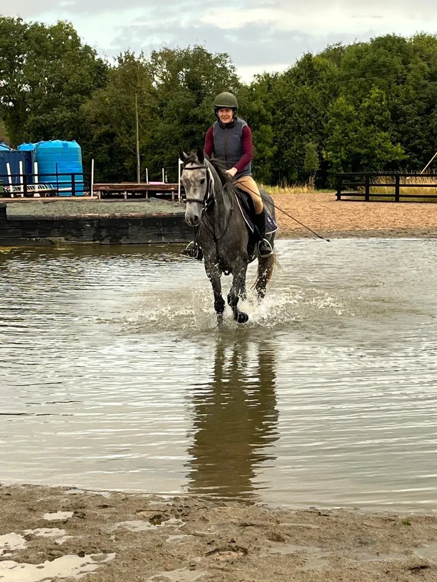 Beautiful mare - Image 2