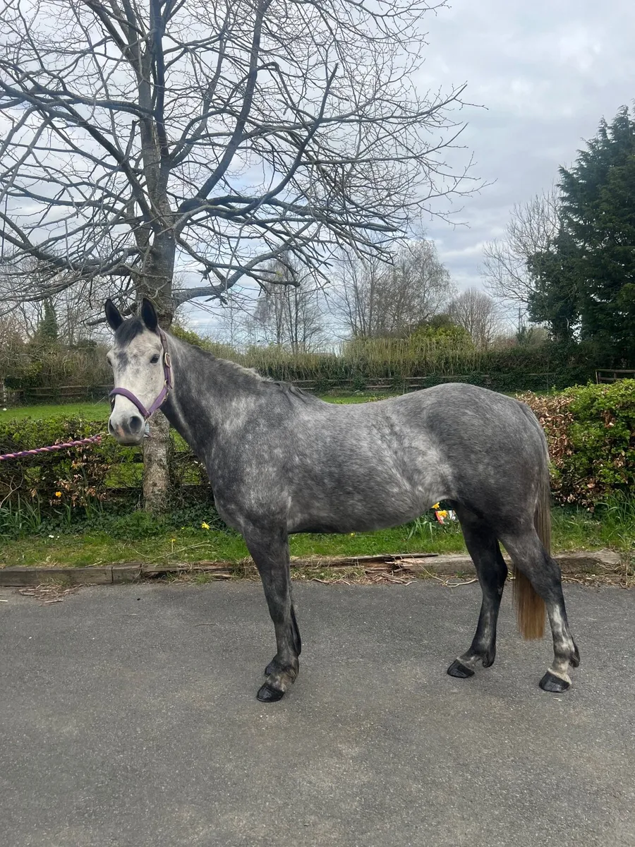 Beautiful mare - Image 4