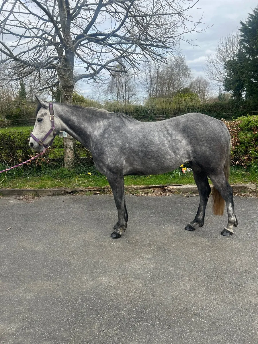 Beautiful mare - Image 1