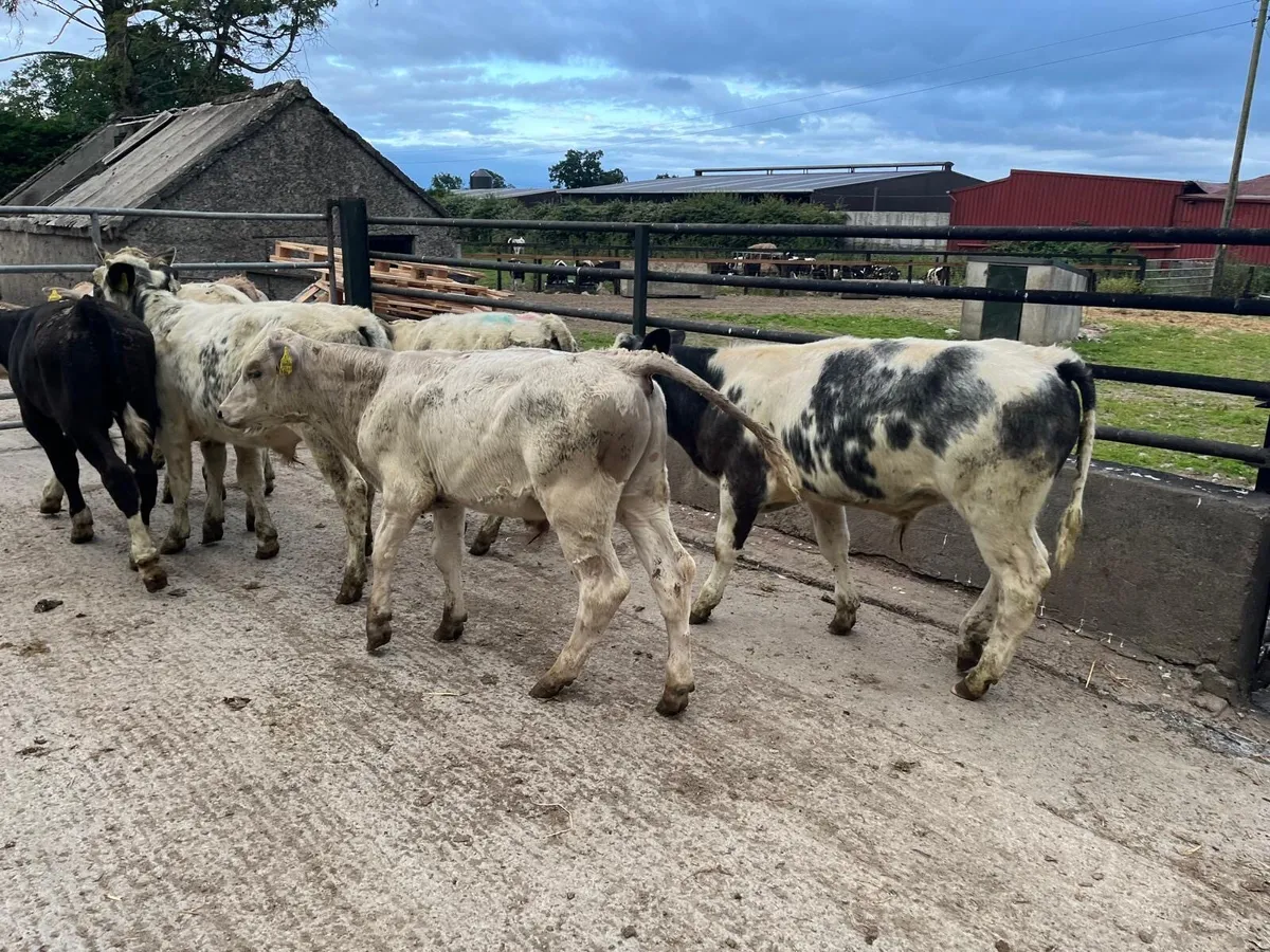 8 super  continental bull weanlings - Image 1