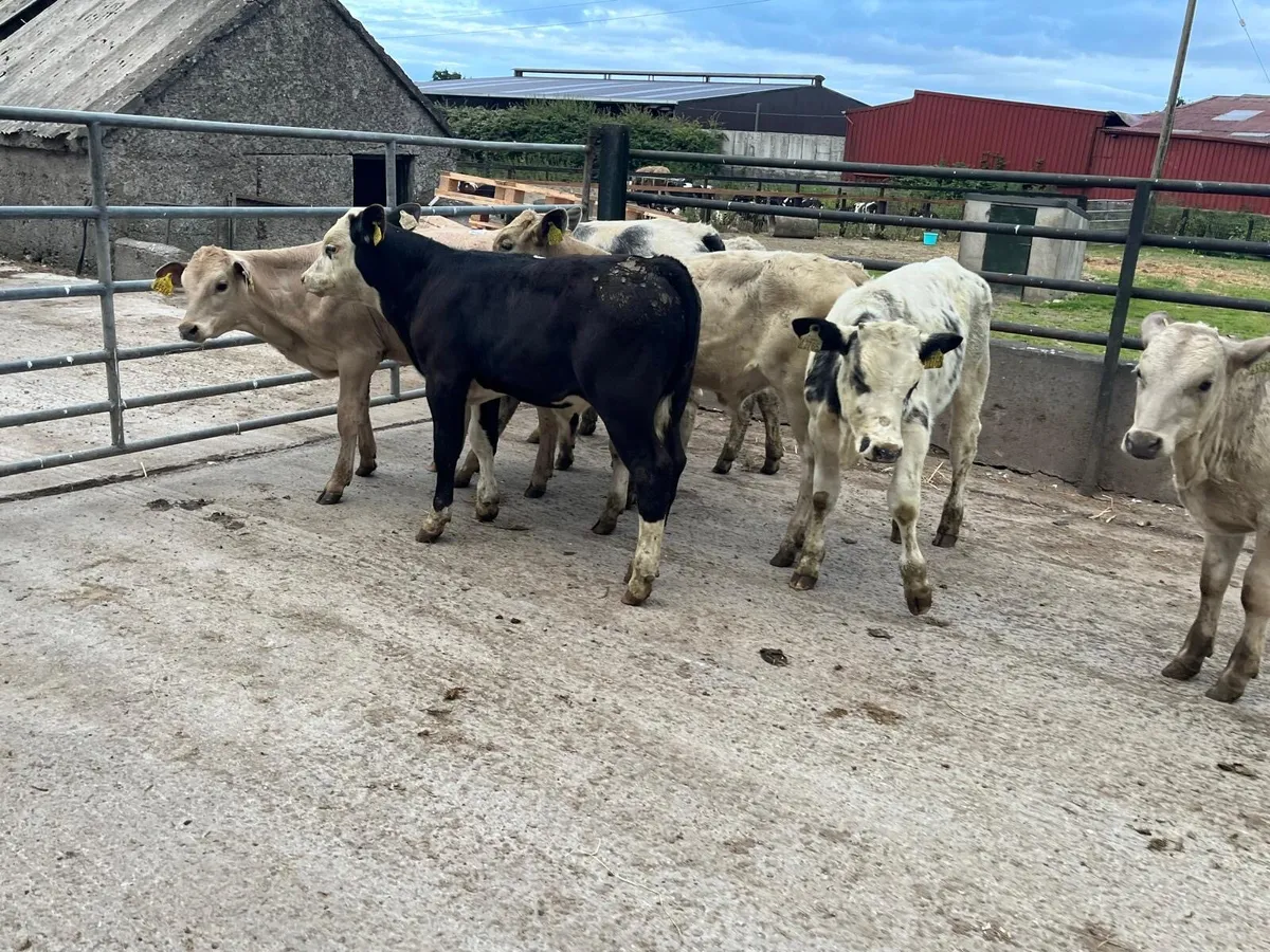 8 super  continental bull weanlings - Image 2
