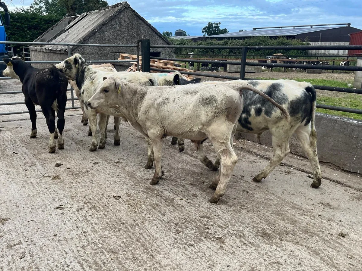 8 super  continental bull weanlings - Image 3