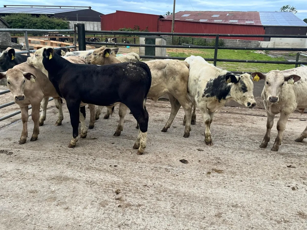 8 super  continental bull weanlings - Image 4