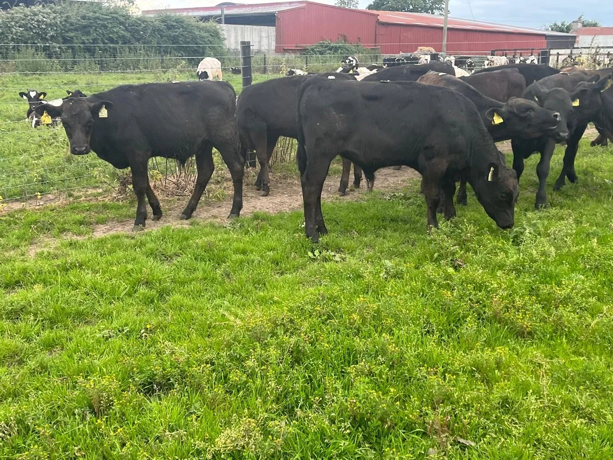 12 super  Angus bull  weanlings - Image 1